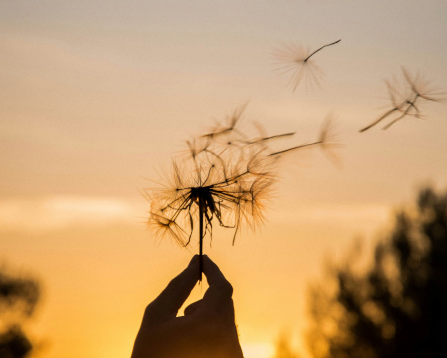 Pusteblume im warmen Gegenlicht